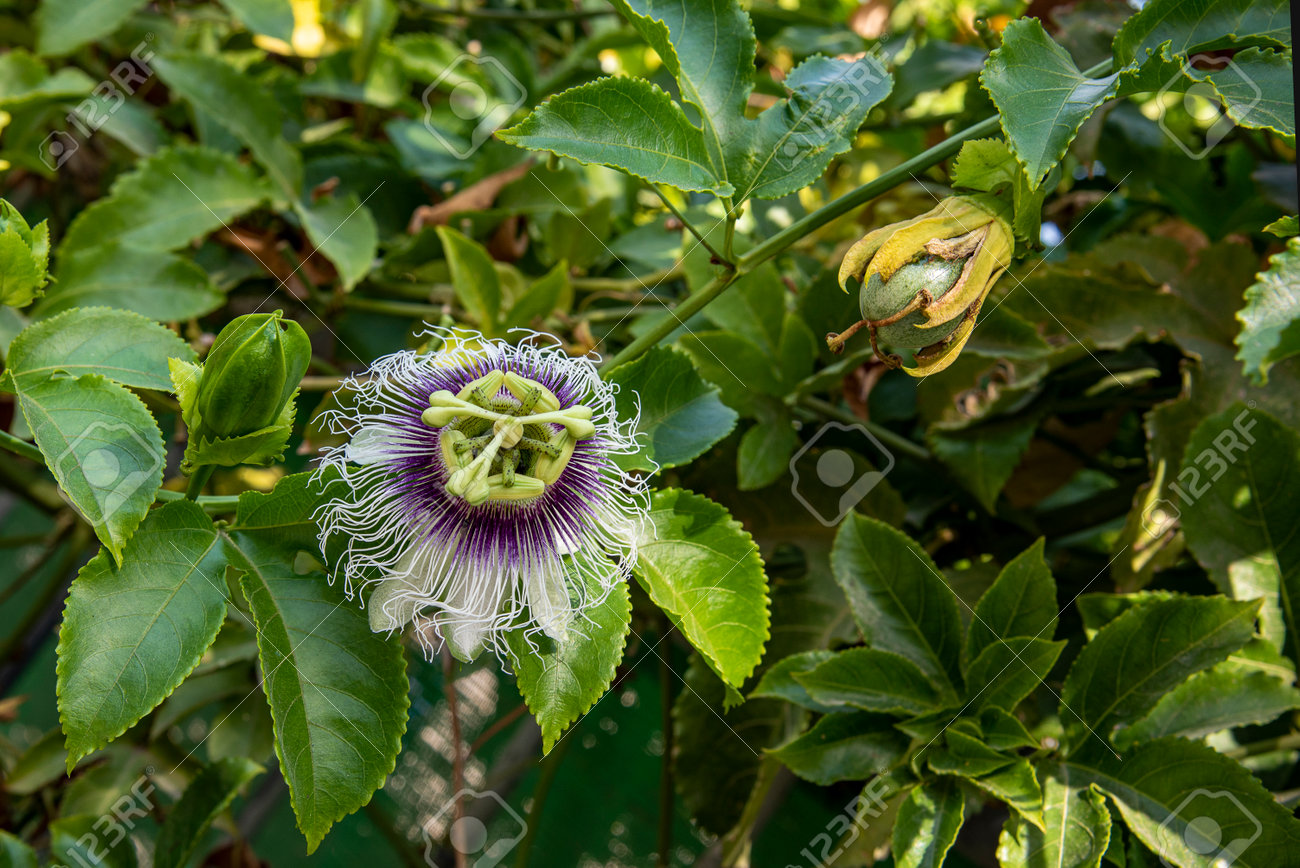 Close up passiflora, flower of love (Passiflora Caerulea), foliage in a tropical garden. - 160289026 Close up passiflora, flower of love (Passiflora Caerulea), foliage in a tropical garden. - 160289026