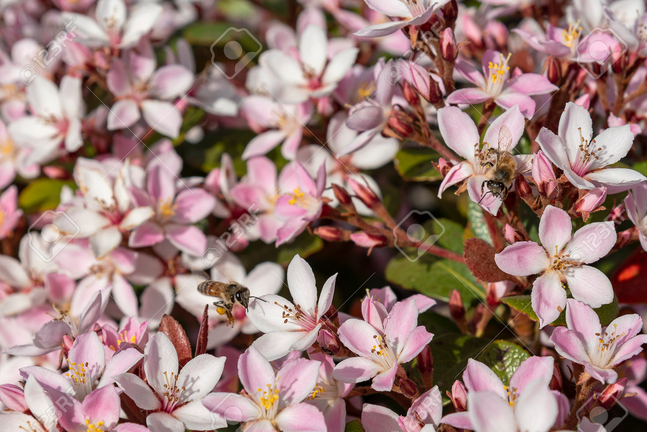 Honey bee on Flowering thyme in the summer garden. Thymus vulgaris Faustini plant. working bees on pink flowers - 160289339 Honey bee on Flowering thyme in the summer garden. Thymus vulgaris Faustini plant. working bees on pink flowers - 160289339