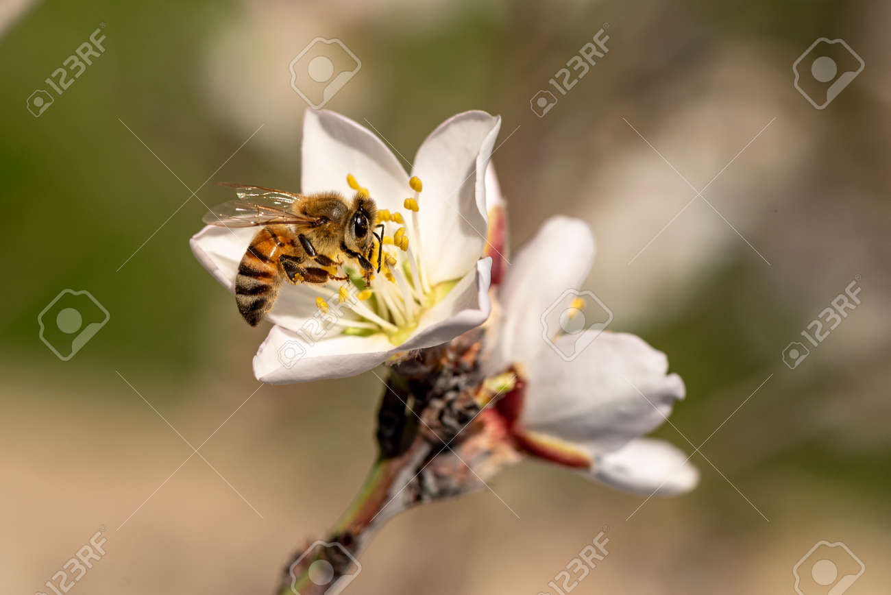 honeybee in almond blossoms. Bee On Almond Blossom - 163233897 honeybee in almond blossoms. Bee On Almond Blossom - 163233897