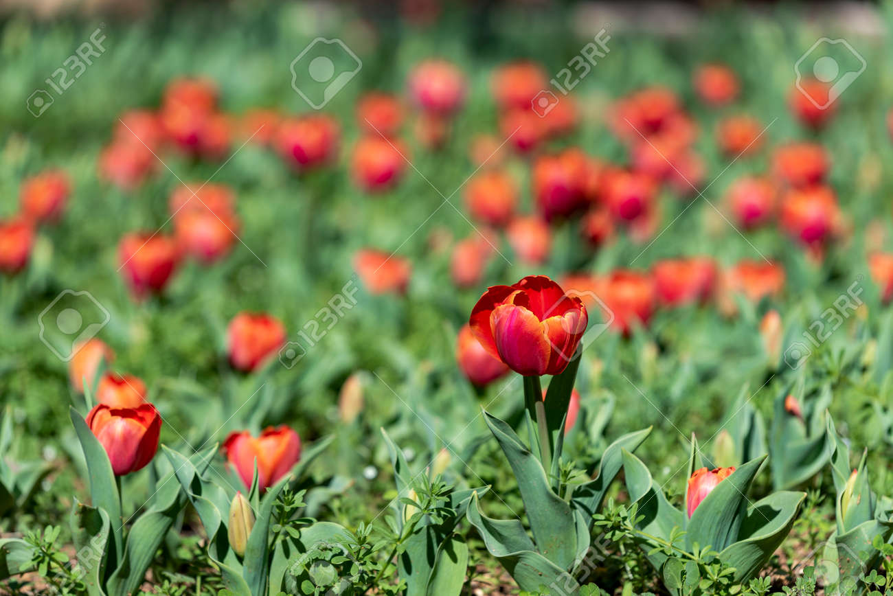 Glade of tulips flowers with open buds. Exhibition of flowers in the spring. Romantic background. Red glade of tulip in summer meadow for a romantic design. - 163841232 Glade of tulips flowers with open buds. Exhibition of flowers in the spring. Romantic background. Red glade of tulip in summer meadow for a romantic design. - 163841232