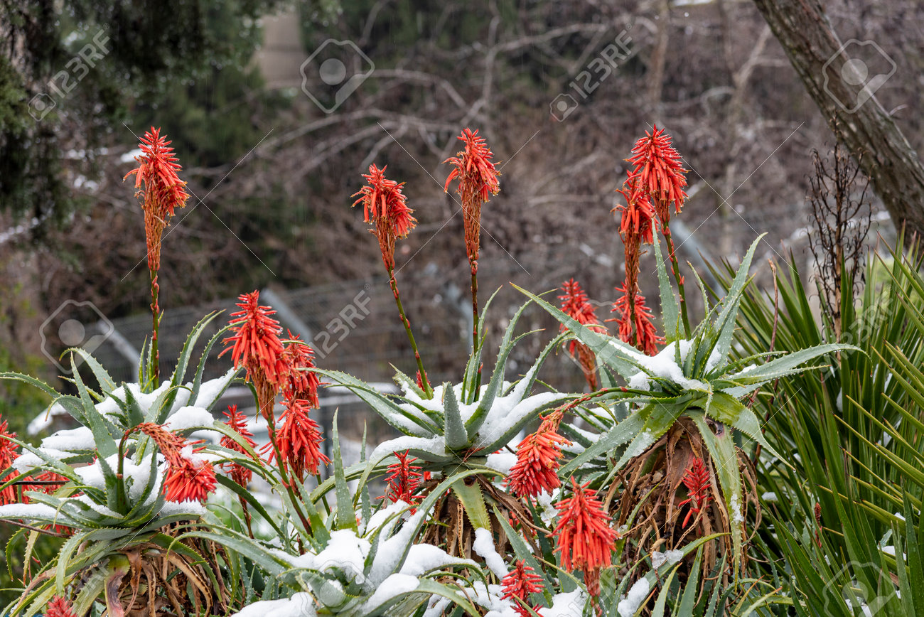 Red flowers on Aloe Vera under snow. Aloe succotrina. snow in Jerusalem 18 Feb 2021 - 164197092 Red flowers on Aloe Vera under snow. Aloe succotrina. snow in Jerusalem 18 Feb 2021 - 164197092