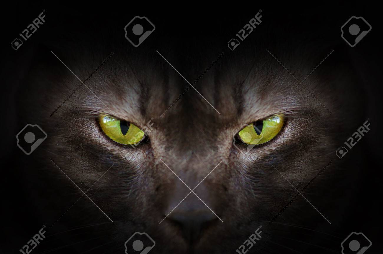 暗闇の中 催眠の猫目で黒い猫の目 の写真素材 画像素材 Image