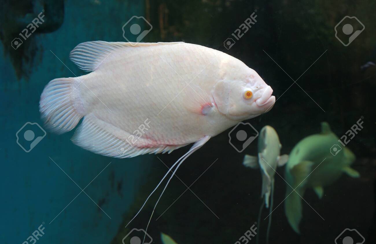 Giant white fish Clearance