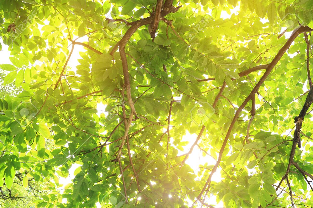 The sun shines through the trees in the forest. - 141255003 The sun shines through the trees in the forest. - 141255003