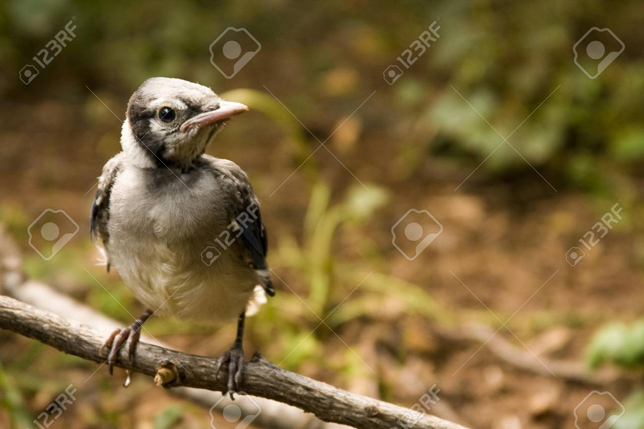 A Baby Blue Jay Perches After His First Attempt At Flight Stock Photo Picture And Royalty Free Image Image A Baby Blue Jay Perches After His First Attempt At Flight Stock Photo Picture And Royalty Free Image Image