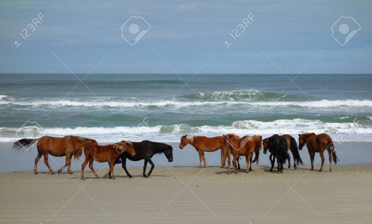 https://previews.123rf.com/images/zimmytws/zimmytws1705/zimmytws170500002/77581107-troupeau-de-chevaux-sauvages-sur-la-plage-%C3%A0-corolla-caroline-du-nord.jpg