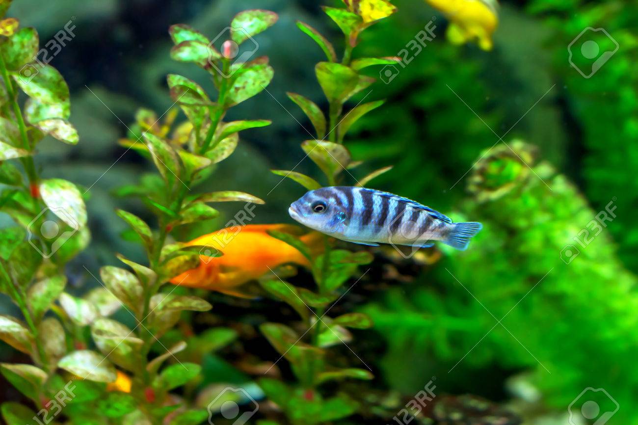 little aquarium fish zuhause