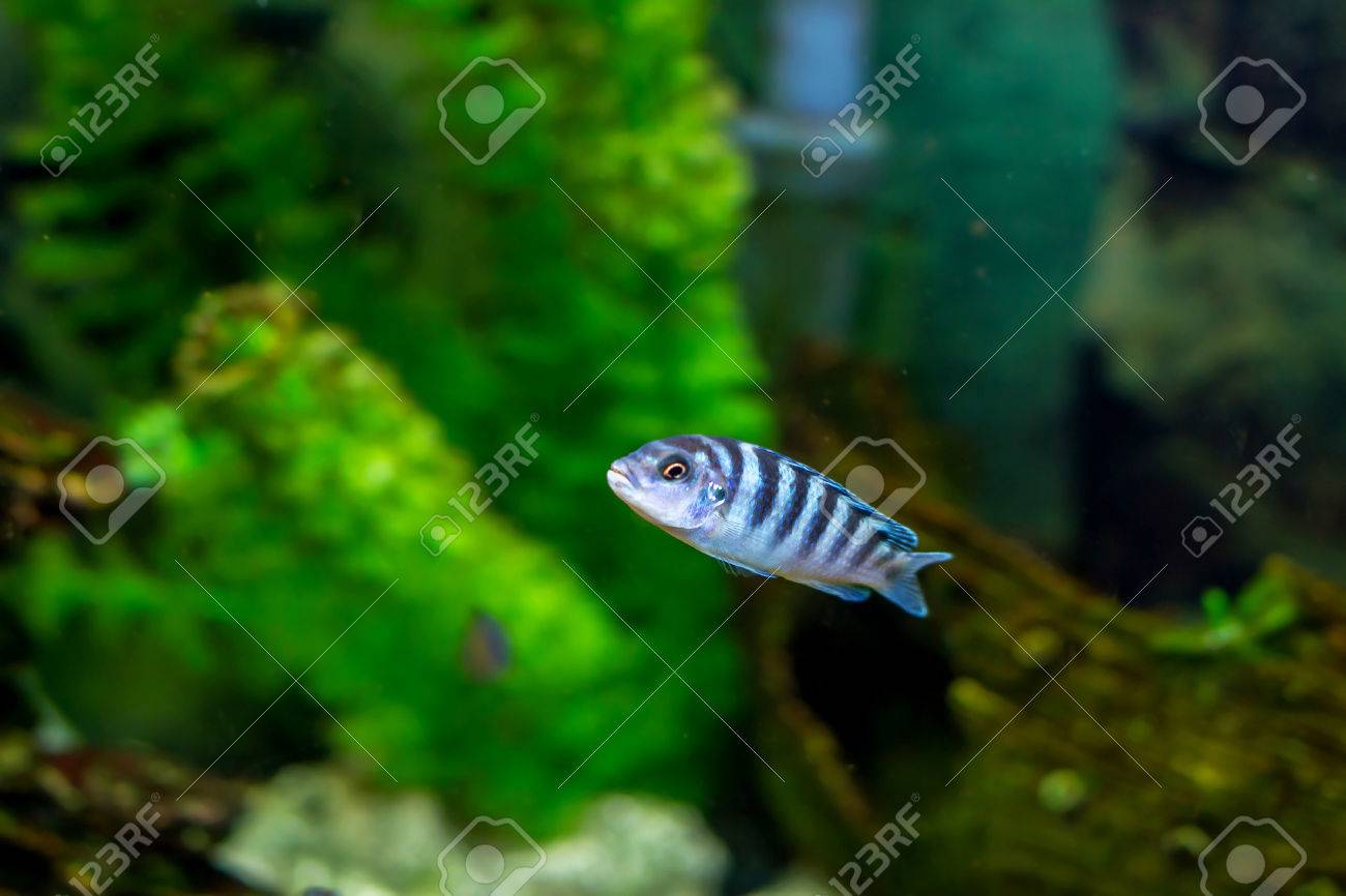 little aquarium fish zuhause