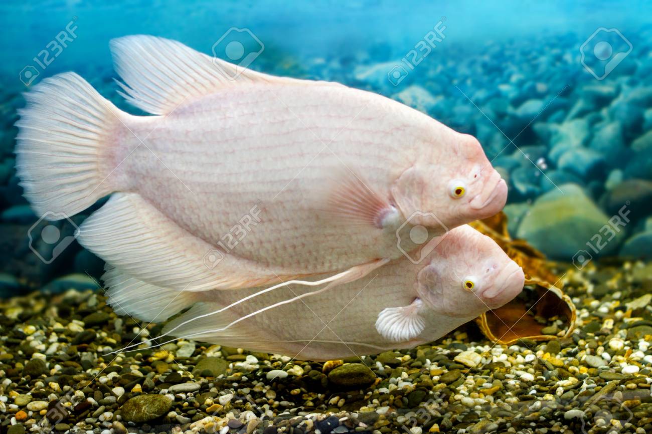 dogtra replacement collars