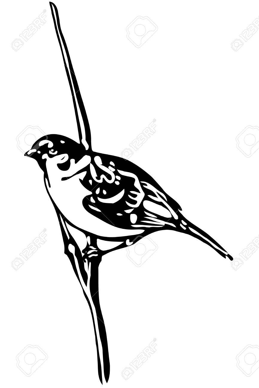 Black And White Vector Sketch Of A Little Bird On Branch Sparrow Stock