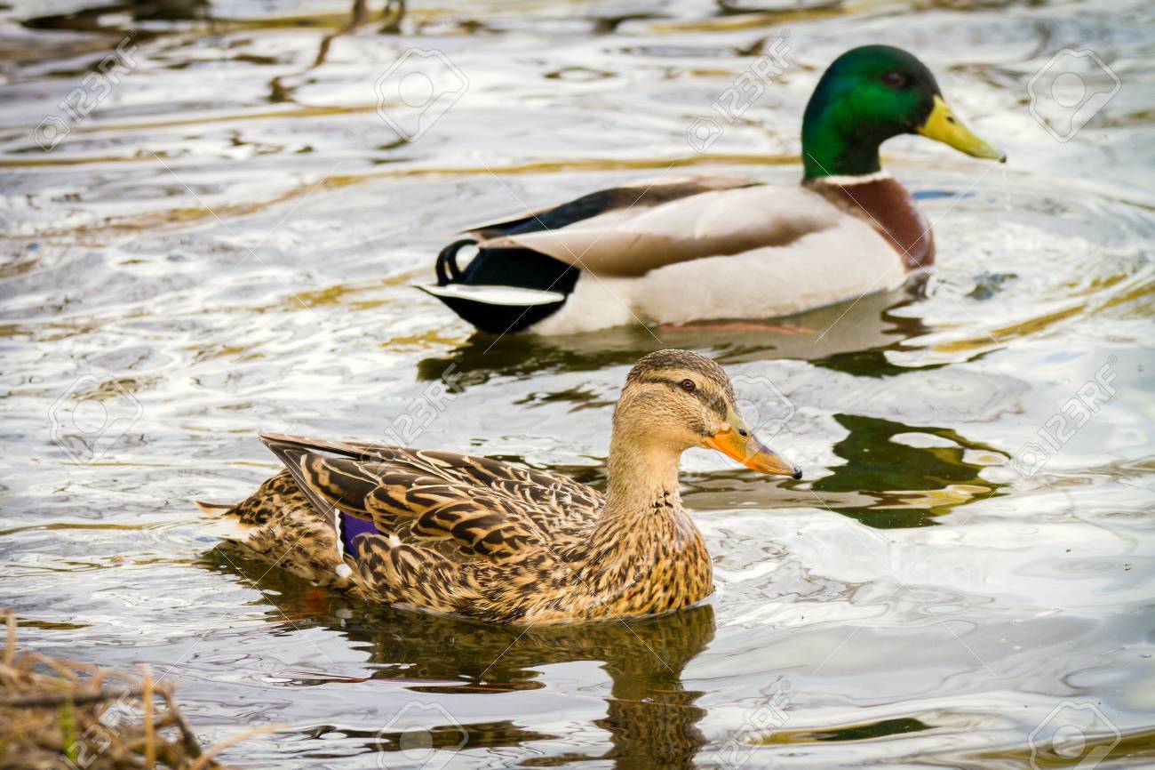 Image Of An Animal A Wild Drake And A Duck Sail On A Pond Stock Photo Picture And Royalty Free Image Image 75204204