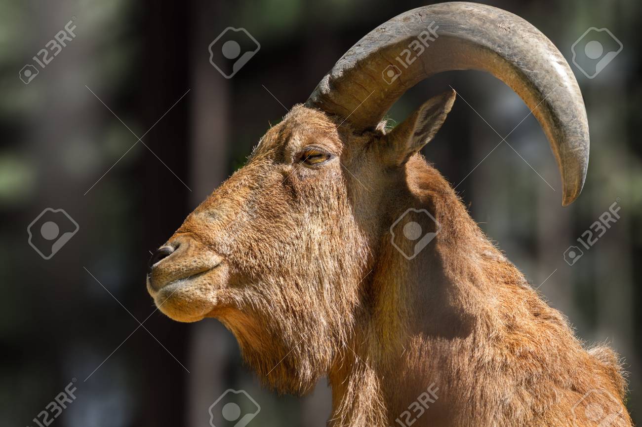 天然素材 山羊の角 貴重】山羊頭骨 黒角 最近の人気商品！！ | 【CORE-