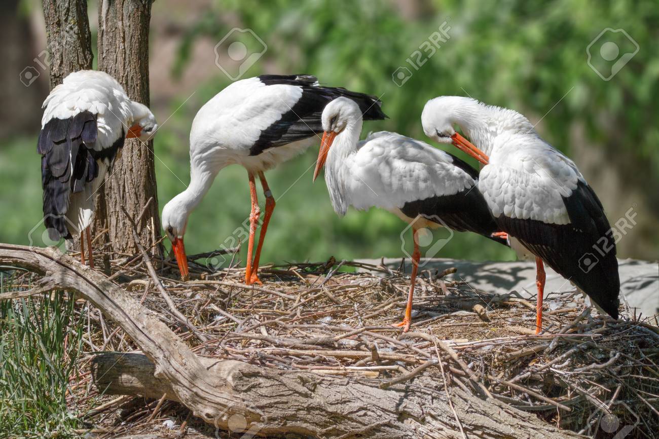 Bild Von Einem Vogel Eine Familie Von Storchen Baut Ein Nest Lizenzfreie Fotos Bilder Und Stock Fotografie Image