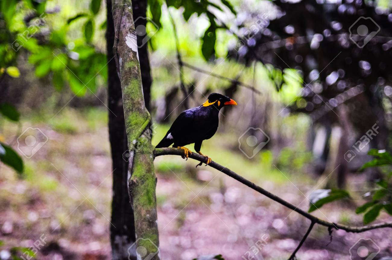 etiam-dictum-ipsum-a-felis