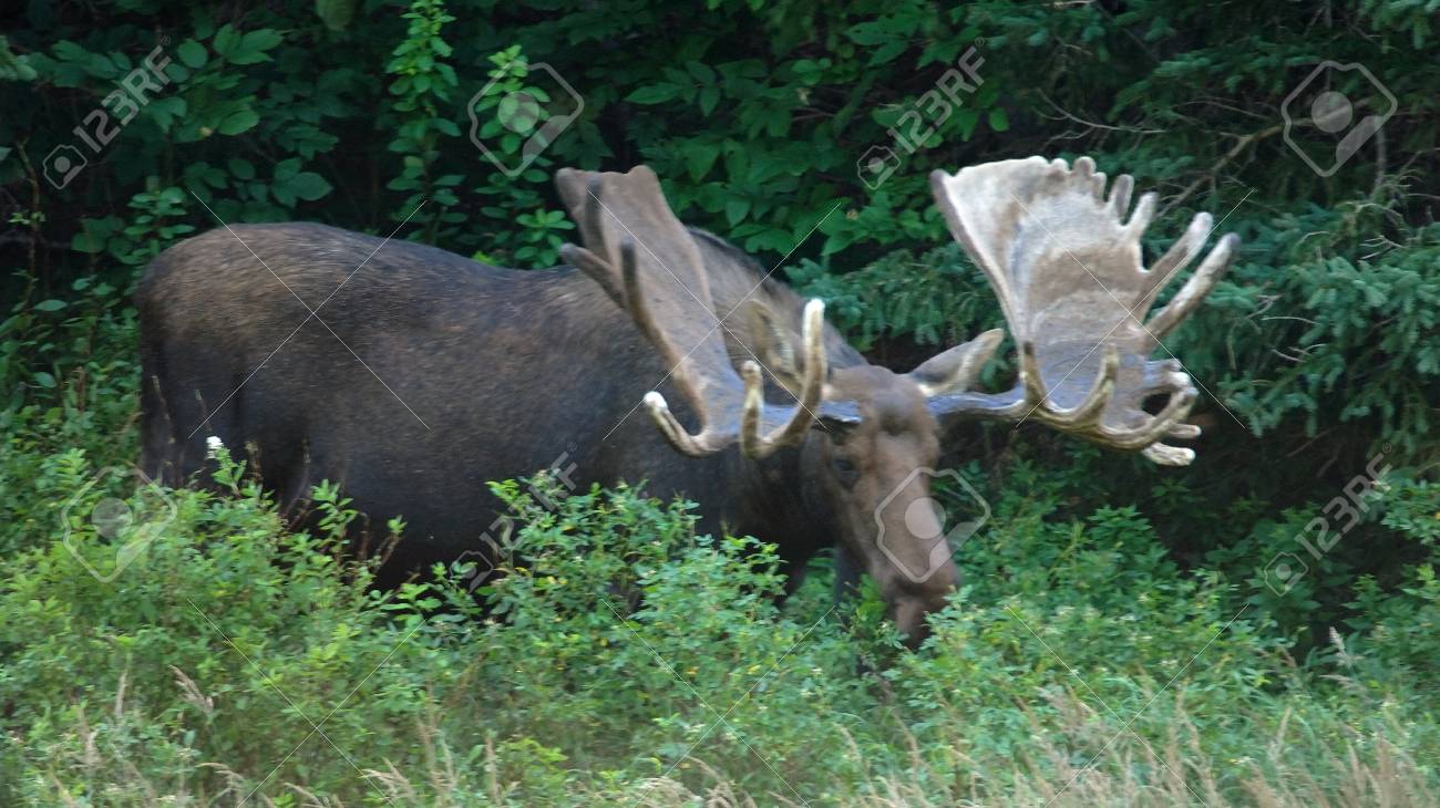 カナダの山中で男性のムースを示す の写真素材 画像素材 Image