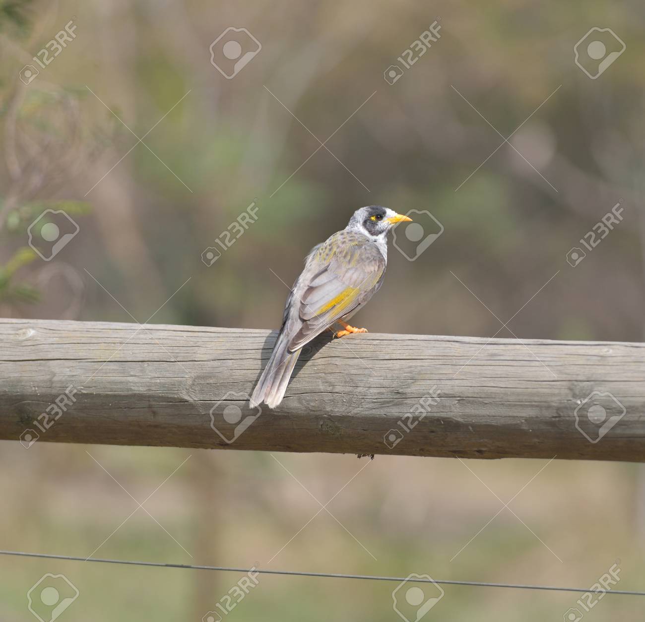 Un Oiseau Gris Avec Une Tache Jaune Distinctive Derrière Lil Le Bec Et Les Pieds Jaune Orange Et Une Tache Jaune Olive Sur Laile
