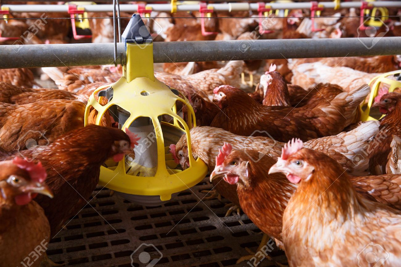 automatic feeder for farm animals