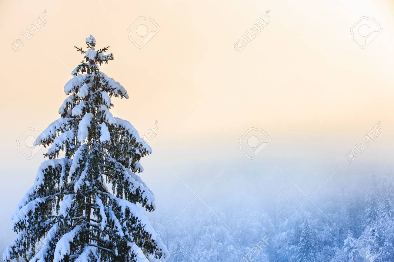 Paysages D Hiver Avec La Neige Couverte Sapin Dans La Foret De Premier Plan Et De Coniferes En Arriere Plan Banque D Images Et Photos Libres De Droits Image