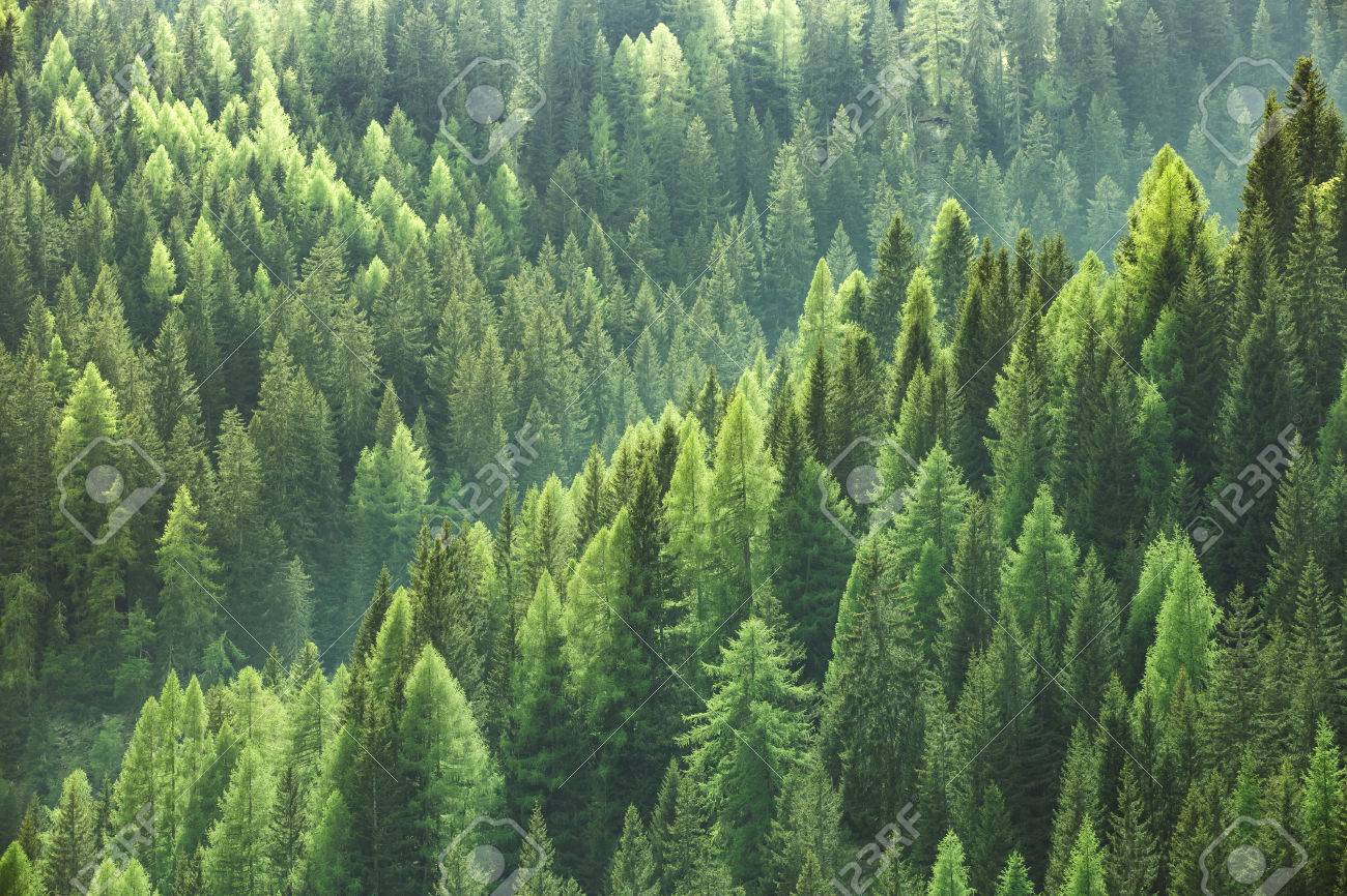 Healthy green trees in a forest of old spruce, fir and pine trees in wilderness of a national park. Sustainable industry, ecosystem and healthy environment concepts and background. - 60687703 Healthy green trees in a forest of old spruce, fir and pine trees in wilderness of a national park. Sustainable industry, ecosystem and healthy environment concepts and background. - 60687703