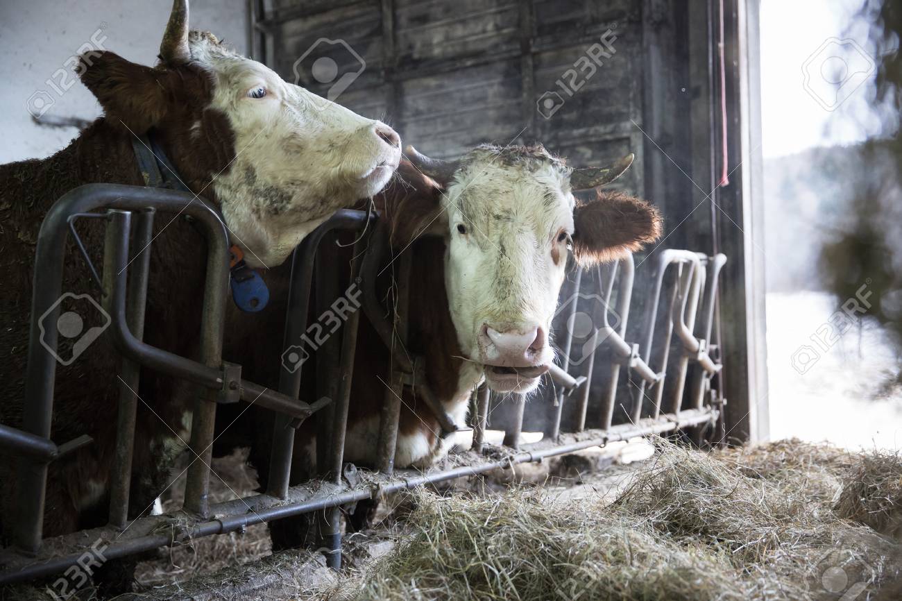 Meat and milk production, agriculture industry,