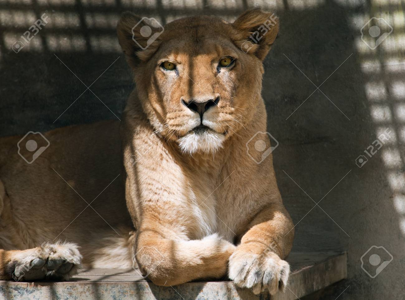 etiam-dictum-ipsum-a-felis