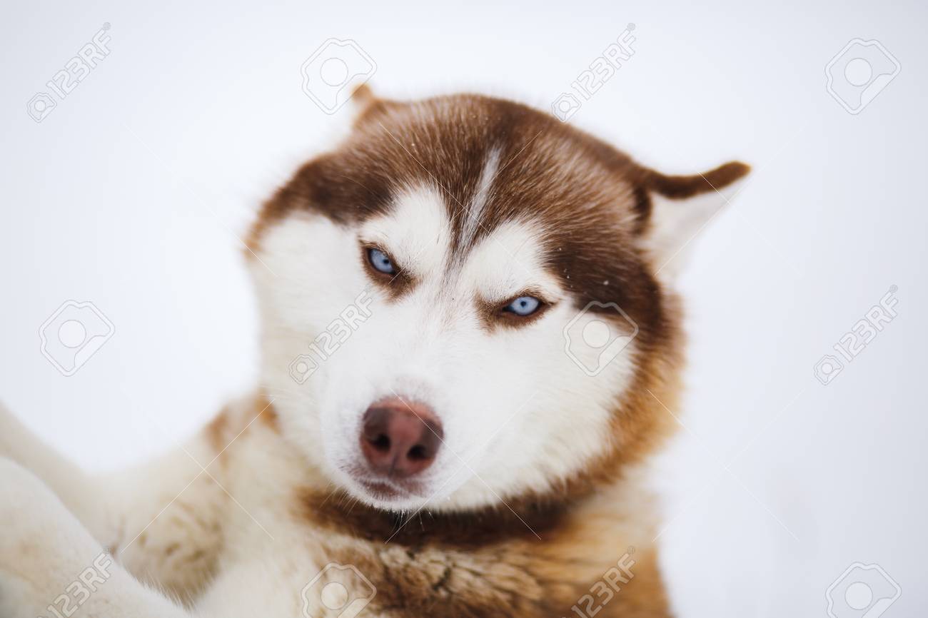 Blue Eyes Albino Husky Red Eyes Husky Snow Globe Siberian Husky