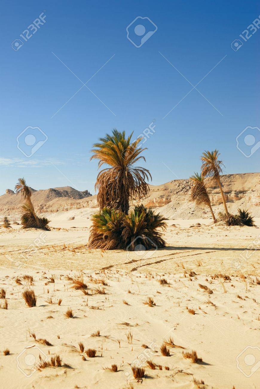 Small Oasis In The Sahara Desert, Egypt Stock Photo, Picture and Royalty  Free Image. Image 13942752., image size:870x1300