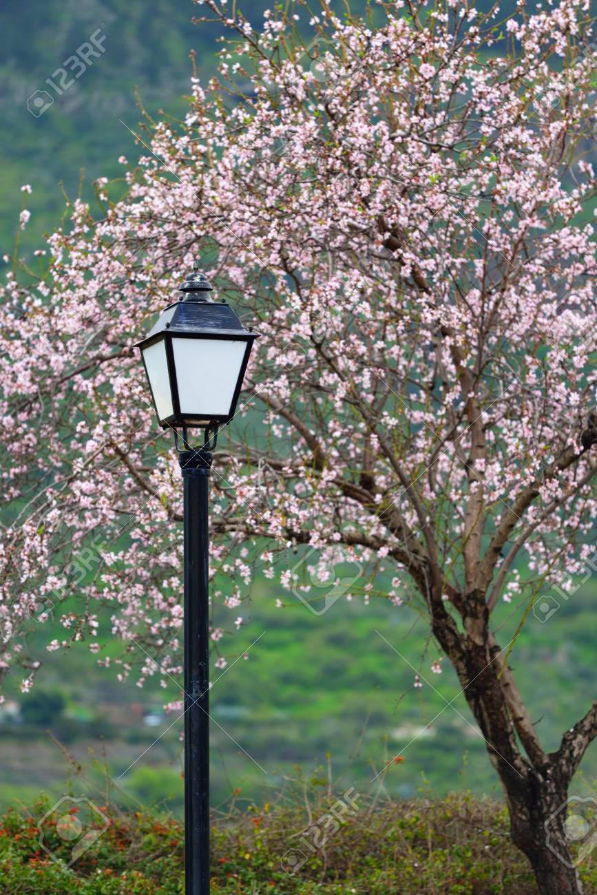 streetlight against almond tree blooming at spring morning stock