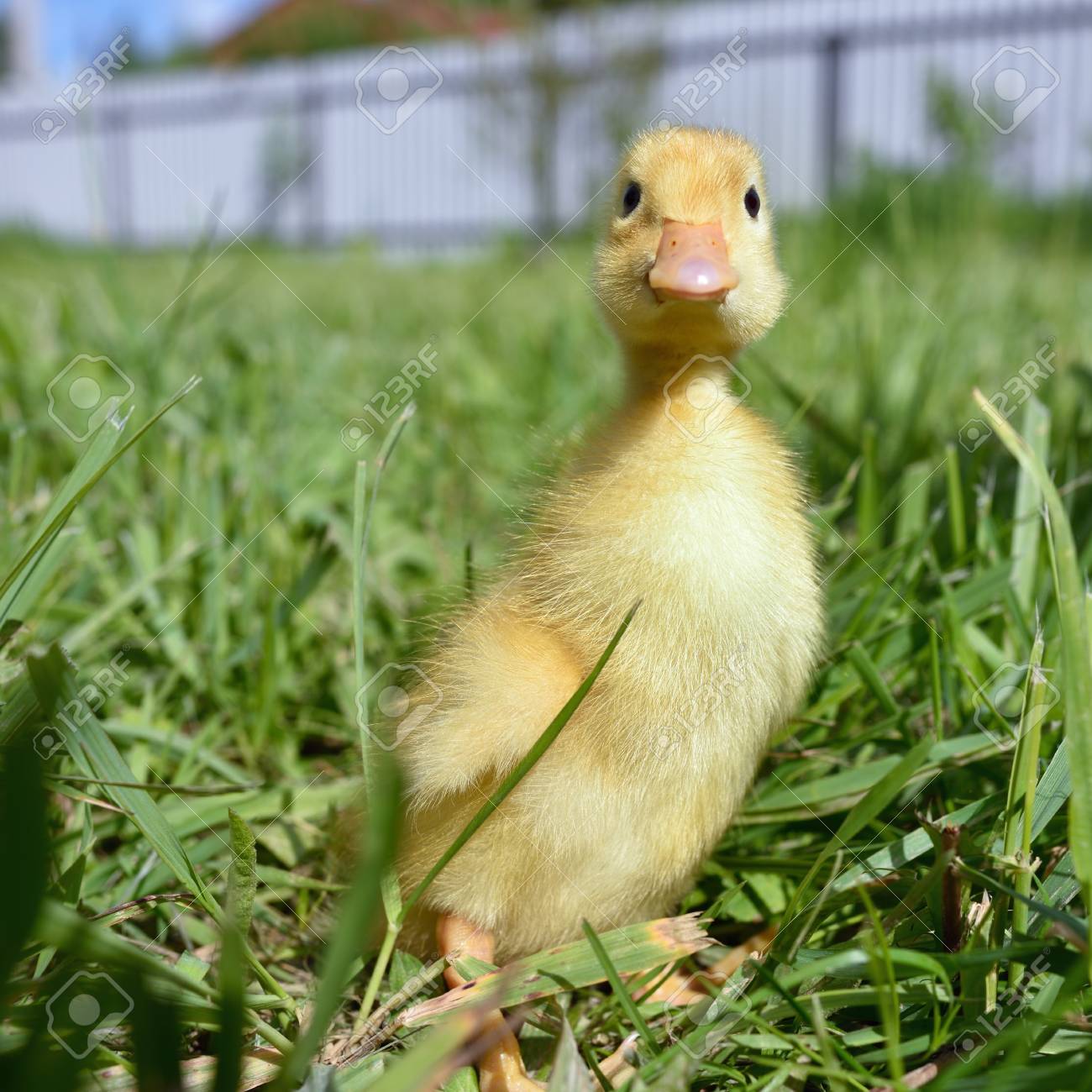 農場で緑の草に小さなかわいいアヒルの子 カメラで見てください の写真素材 画像素材 Image
