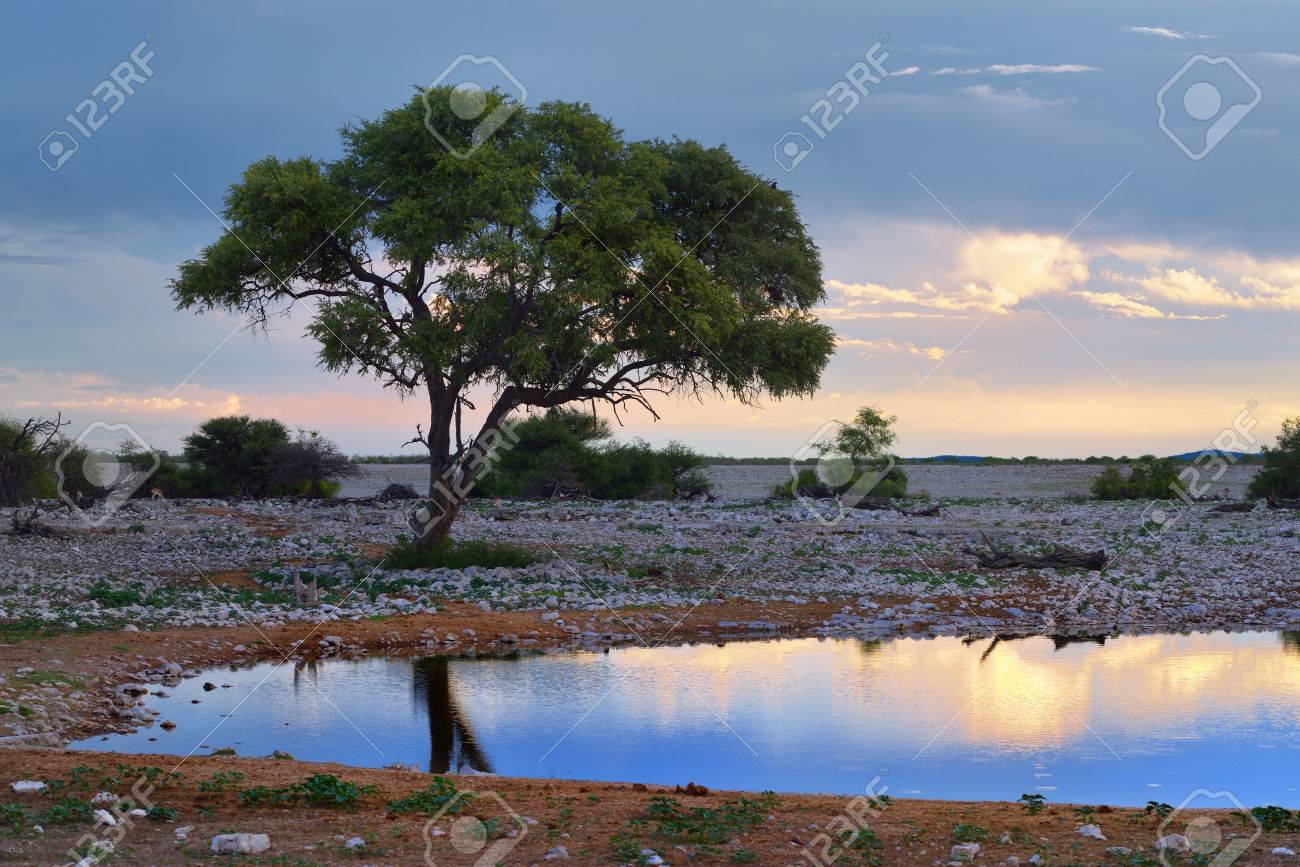 23 129 african+waterhole stock photos, vectors, and illustrations are available royalty-free.