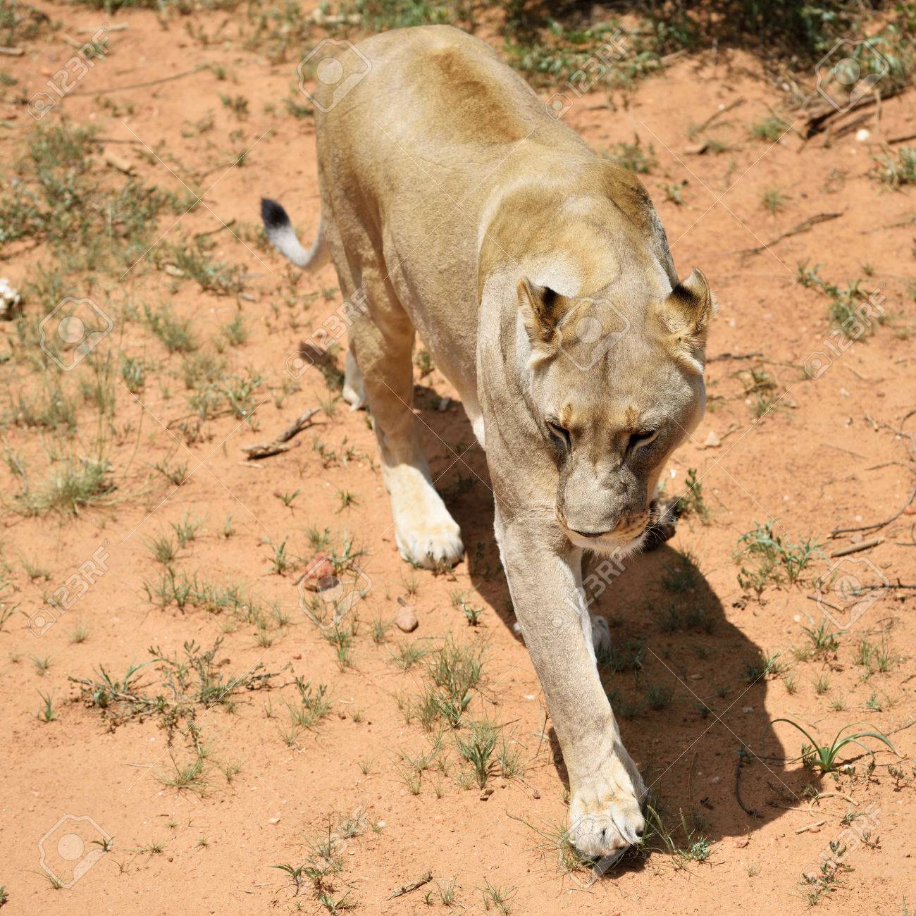 ナミビア アフリカのサバンナで野生のライオン の写真素材 画像素材 Image