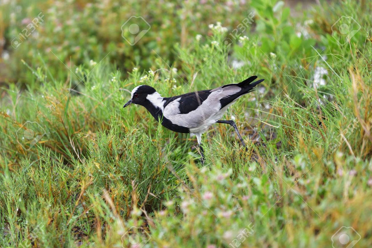 Namibia Birds Of Africa White Tailed Shrike In Swamp At Sunrise