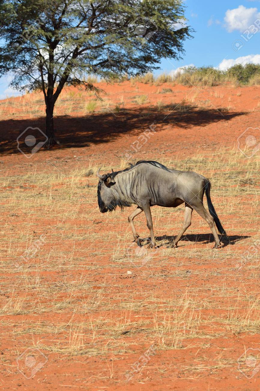 カラハリ砂漠で青ヌー Gnu または Connochaetes の Taurinus 自然生息地 ナミビア アフリカの大きな動物 の写真素材 画像素材 Image