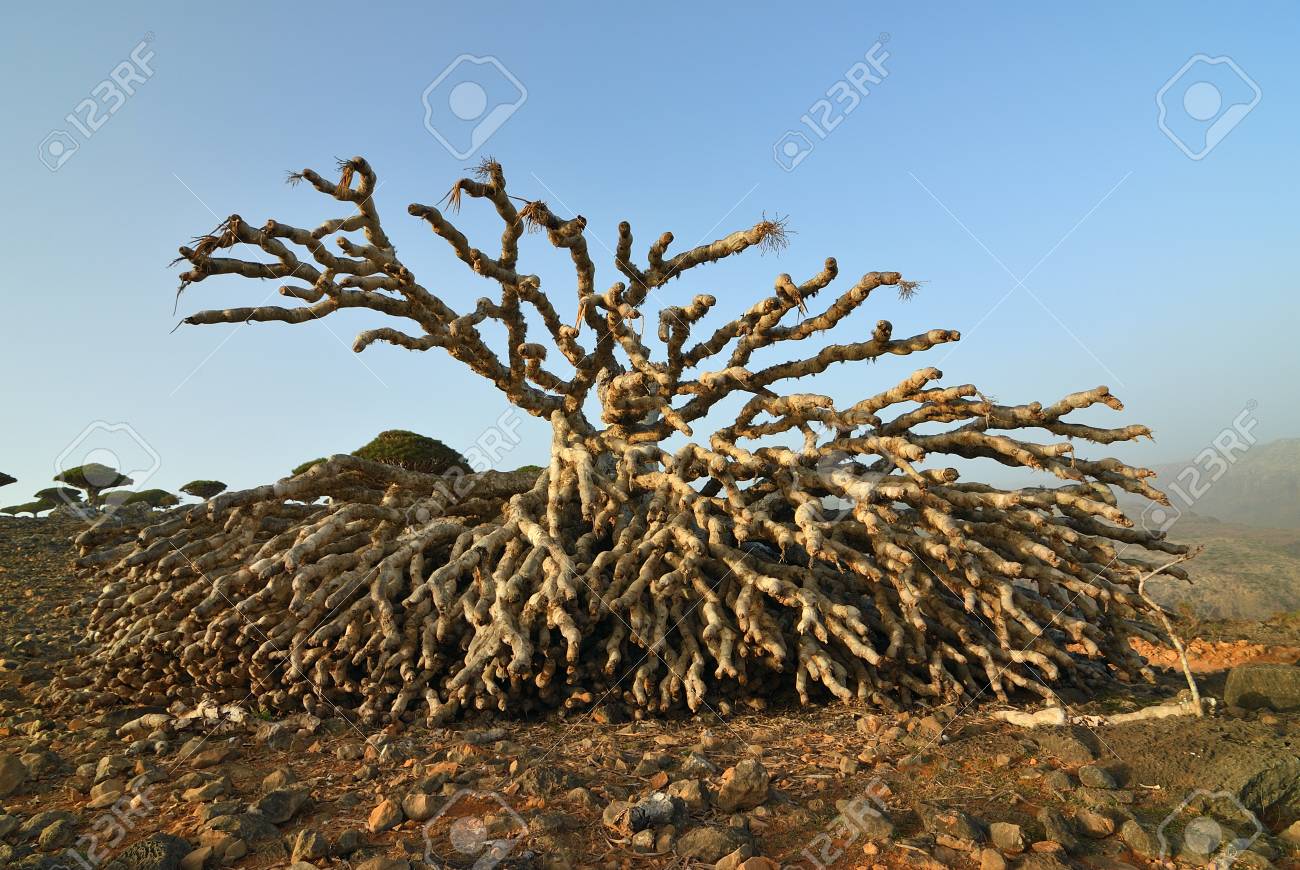 Dead Trunk Of The Dragon Blood Tree On The Plateau Dixam At Sunset Socotra Island Yemen Stock Photo Picture And Royalty Free Image Image