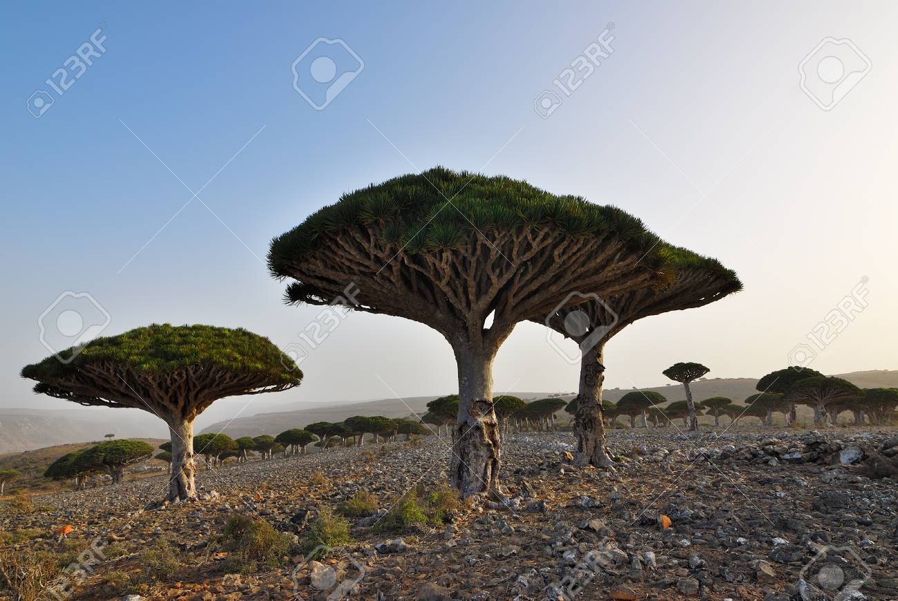 Dragon Blood Trees At Dixam Plateau Socotra Island Shown At Sunset Yemen Africa Stock Photo Picture And Royalty Free Image Image