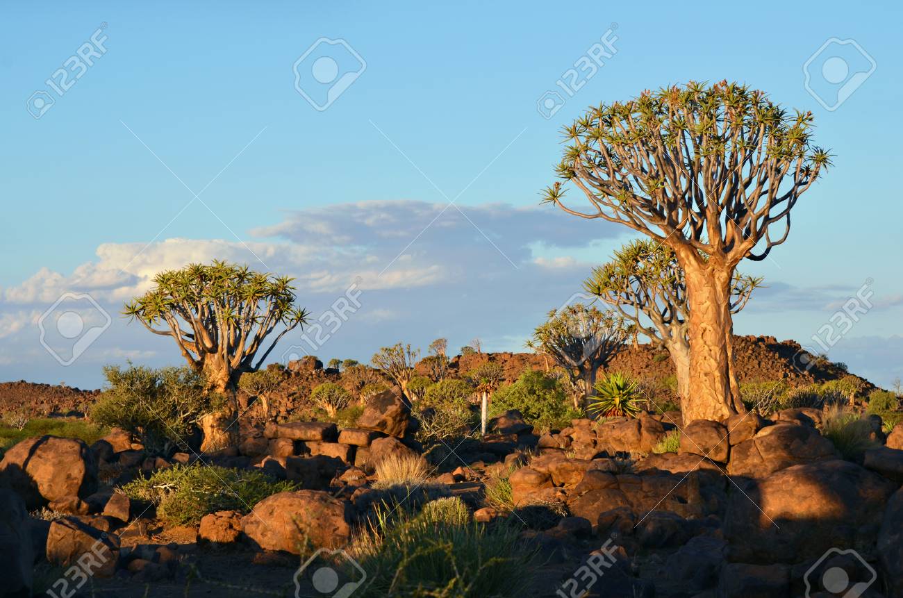 magical quiver tree forest