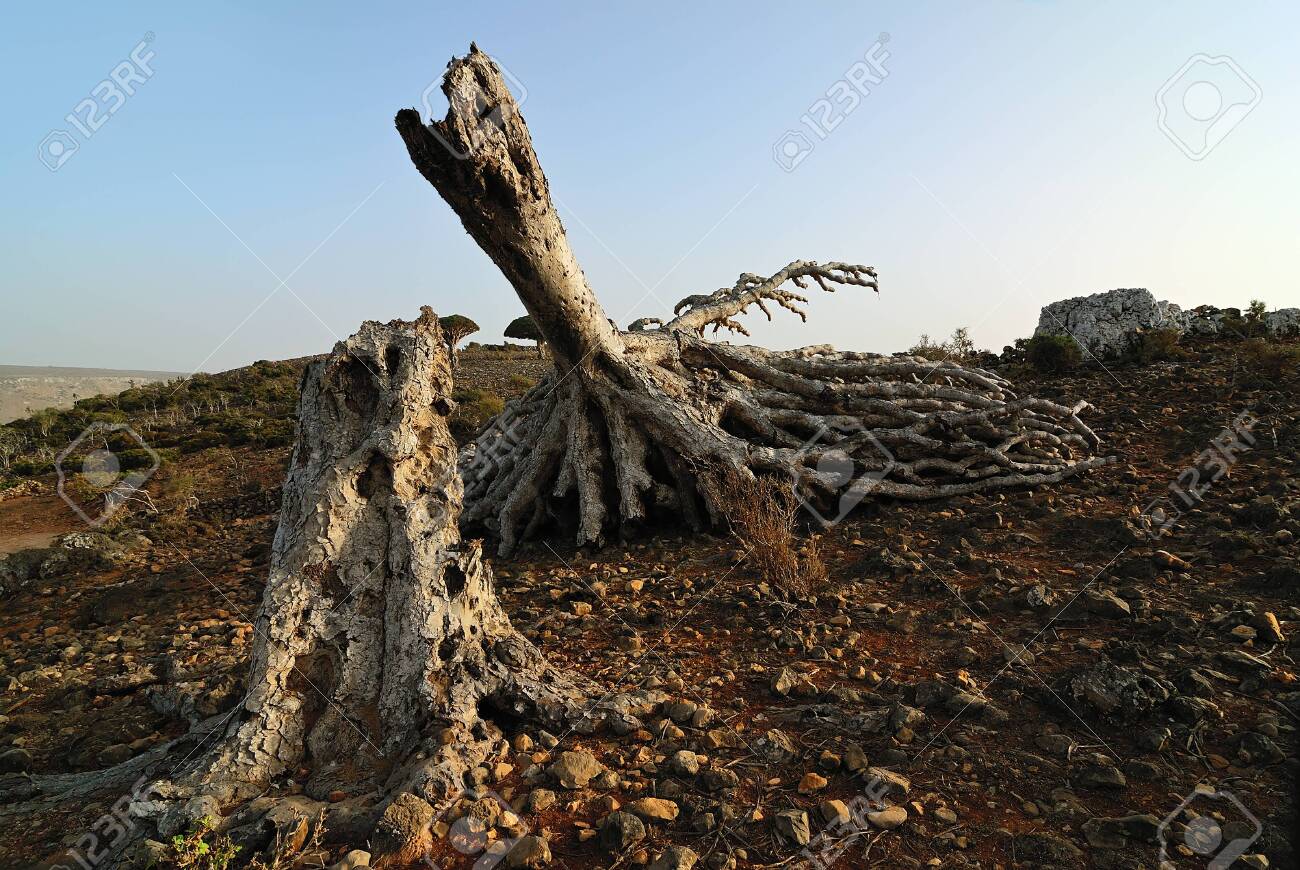 Dead Trunk Of The Dragon Blood Tree On The Plateau Dixam At Sunset Socotra Island Yemen Stock Photo Picture And Royalty Free Image Image