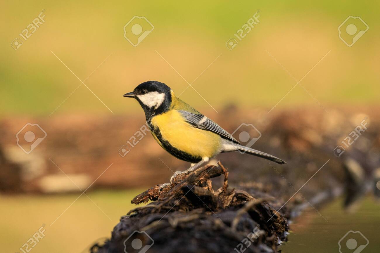 etiam-dictum-ipsum-a-felis