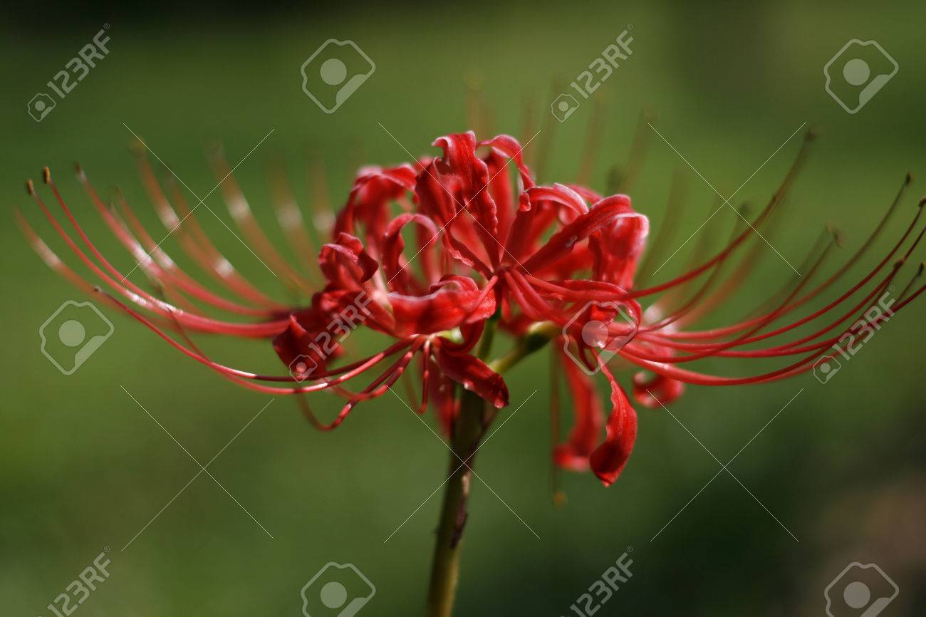 珍しい 野生の花の花の種類 名前は ドラゴン ボートの花です の写真素材 画像素材 Image 珍しい 野生の花の花の種類 名前は ドラゴン ボートの花です の写真素材 画像素材 Image