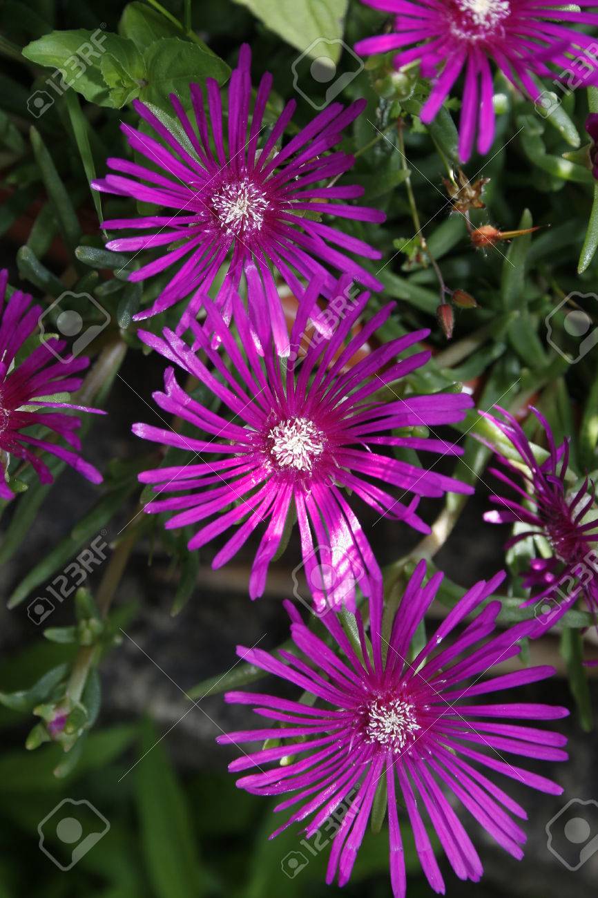 Pink Flowered Ice Plant Drosanthemum Speciosum Rosea Stock Photo Picture And Royalty Free Image Image Pink Flowered Ice Plant Drosanthemum Speciosum Rosea Stock Photo Picture And Royalty Free Image Image