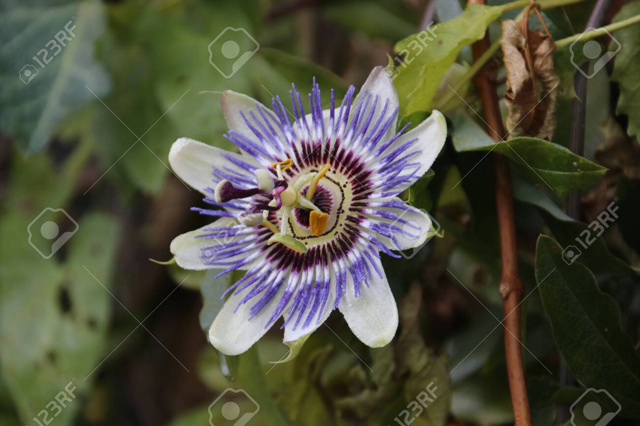 Yellow purple flower head of the passion flower or passiflora..