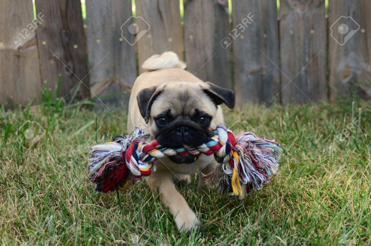 petco dog supplements