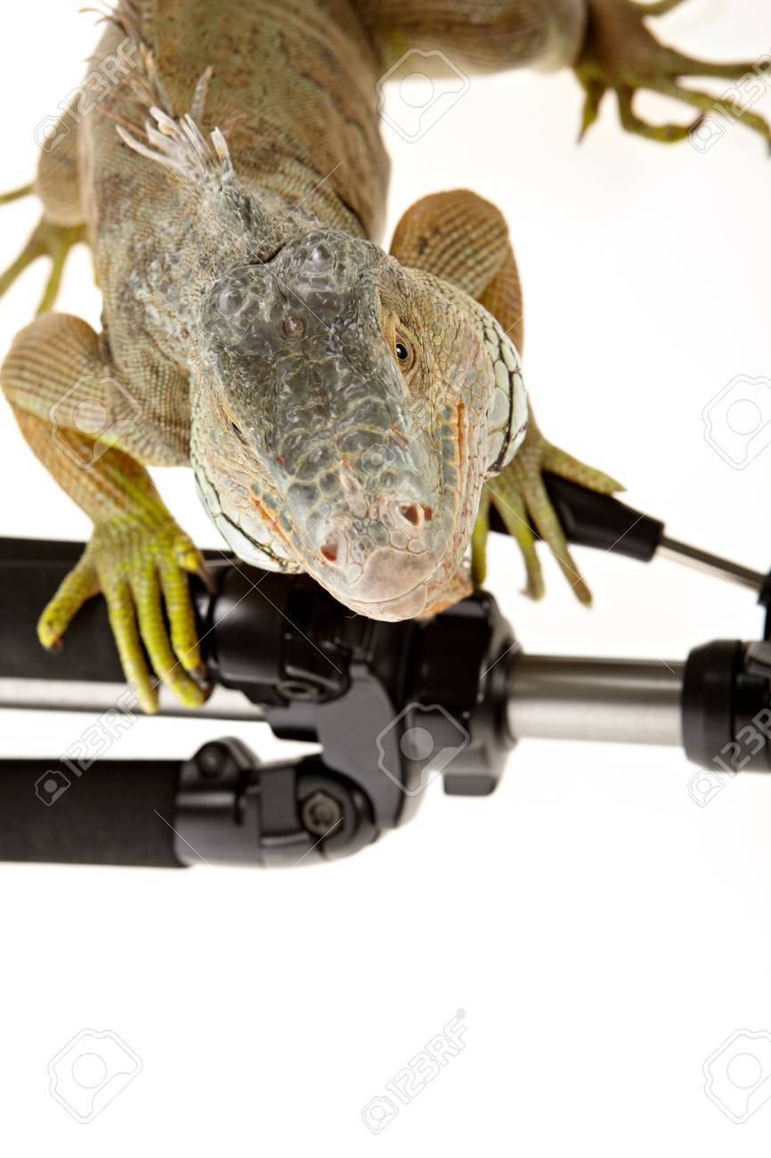 iguana accessories