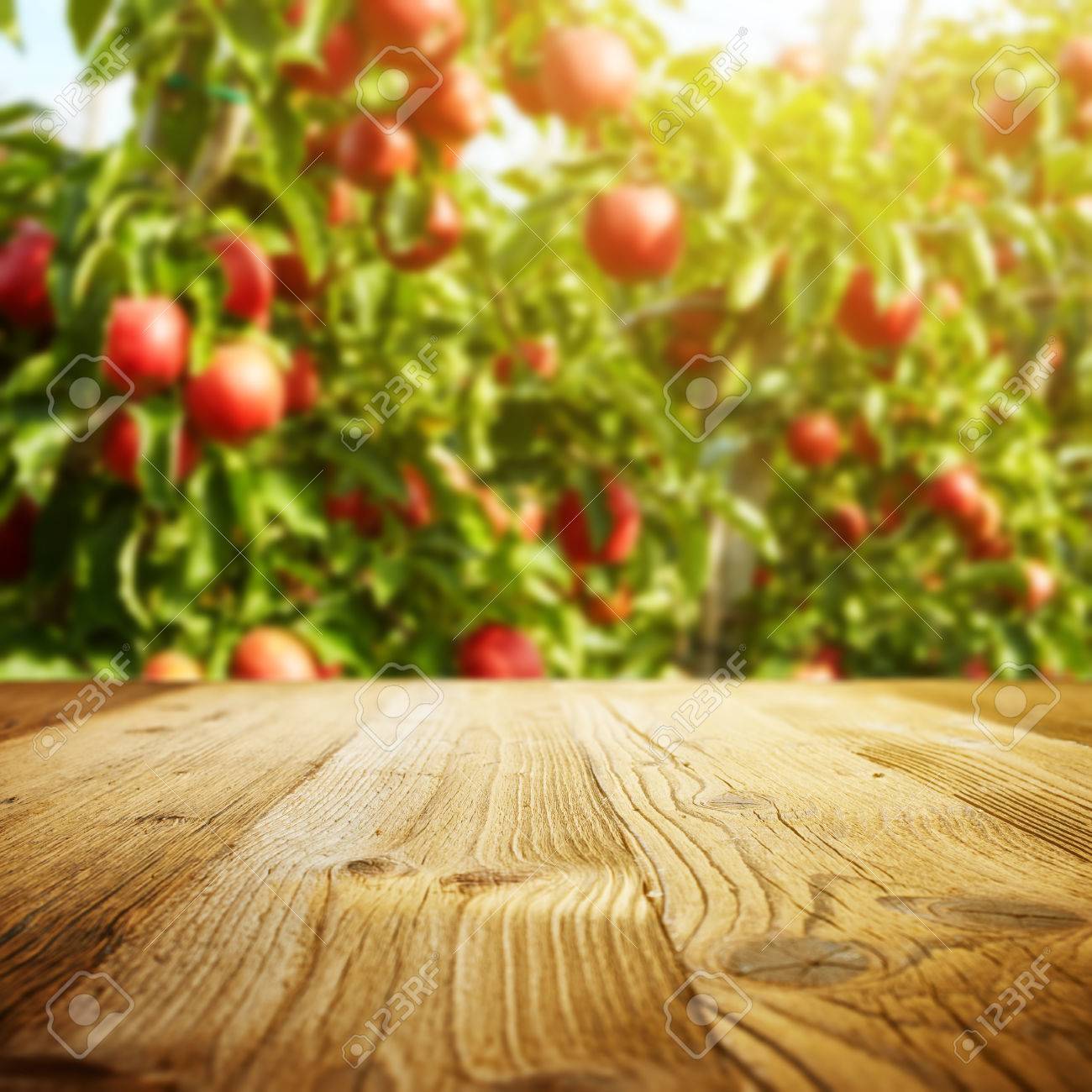 table space and apple garden of trees and fruits - 45588108 table space and apple garden of trees and fruits - 45588108