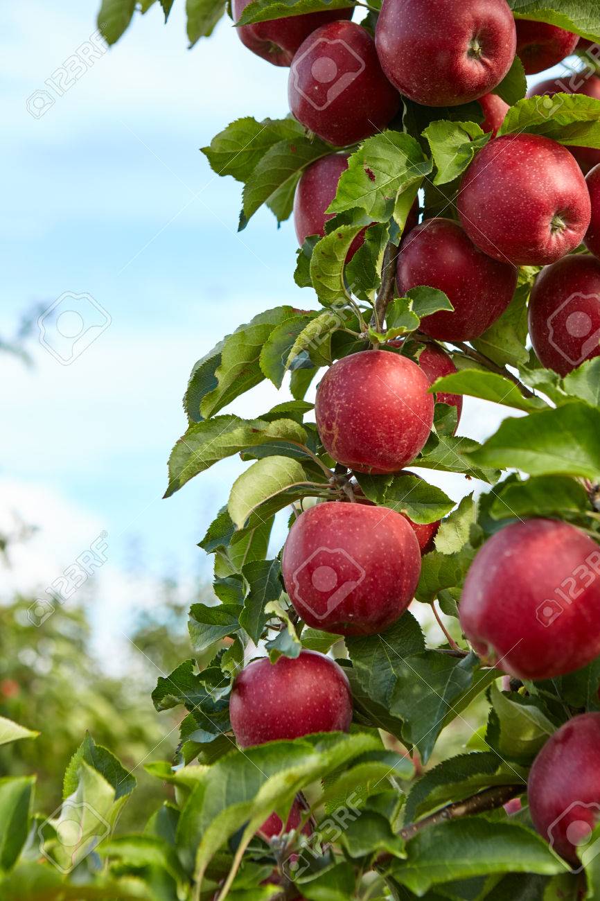 red apples on the trees in the orchard - 46106308 red apples on the trees in the orchard - 46106308