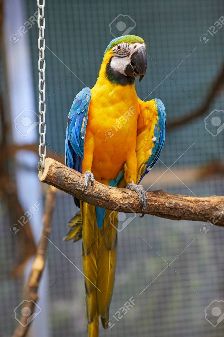 Blue And Gold Macaw - Big Parrot. (Ara 