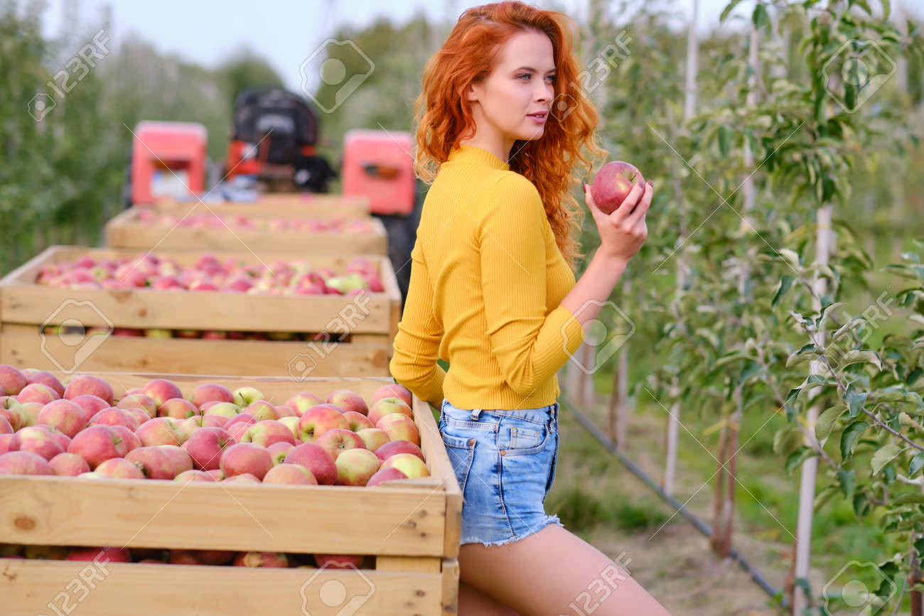 Young red haired woman picking ripe organic apples in wooden crate in orchard or on farm on a fall day - 163057244 Young red haired woman picking ripe organic apples in wooden crate in orchard or on farm on a fall day - 163057244