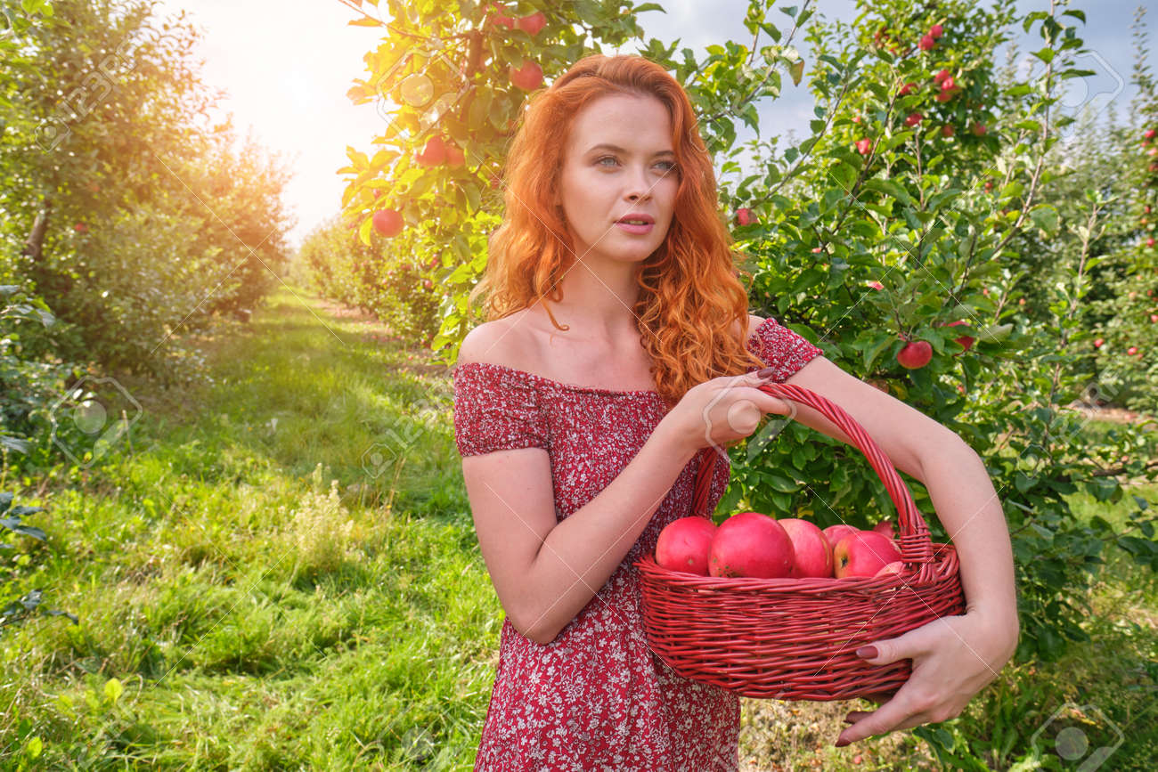 Beautiful girl with red hair collects apples in a large apple orchard and puts in a basket. - 163303696 Beautiful girl with red hair collects apples in a large apple orchard and puts in a basket. - 163303696