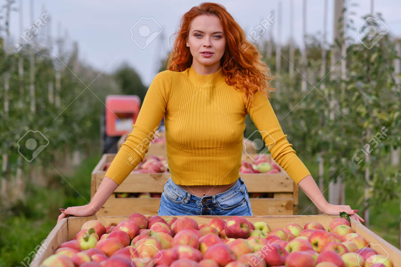 Beautiful girl with red hair collects apples in a large apple orchard and puts in a basket. - 163303243 Beautiful girl with red hair collects apples in a large apple orchard and puts in a basket. - 163303243