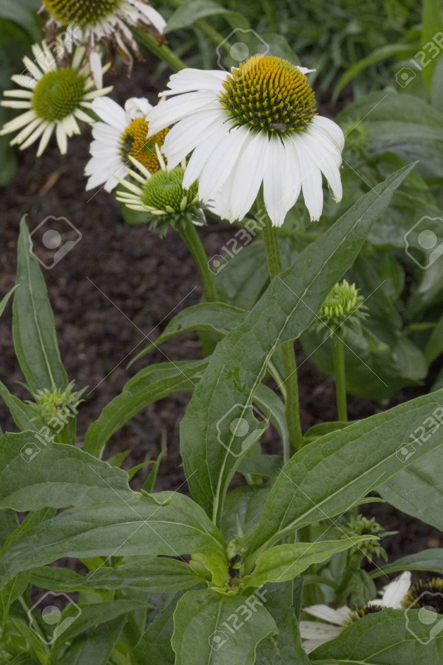 花 エキナセア アラスカ の写真素材 画像素材 Image